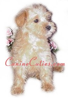 Schnoodle coat type,