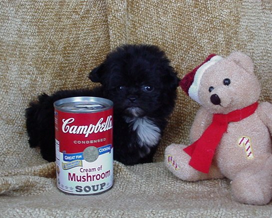 Black+shih+tzu+poodle+puppies