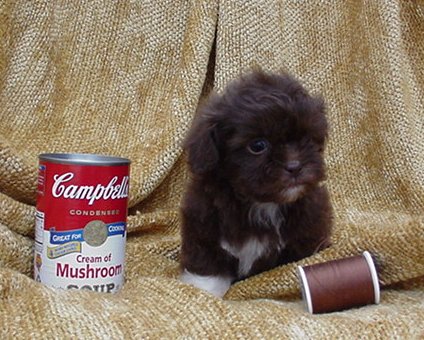 Black+shih+tzu+poodle+puppies