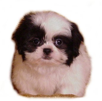 Shih  Puppies on Mari May Shihpoos Puppies For Sale