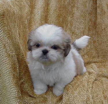 Shih  Puppies on Shih Poos Love To Play  Mari May Kennels  Shih Poo  Michigan